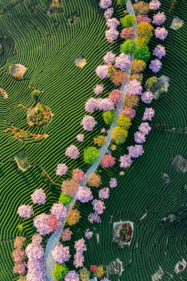 Sakura